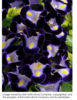 ./flower_pictures/torenia_blue.png