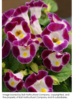 ./flower_pictures/torenia_burgundy.png