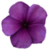 ./flower_pictures/vinca_blueberry.png