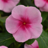 ./flower_pictures/vinca_blush.png