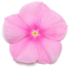 ./flower_pictures/vinca_icy_pink.png