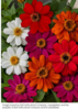 ./flower_pictures/zinnia.png
